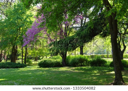 Blooming Eastern Redbud (Cercis canadensis) in a park among green trees Royalty-Free Stock Photo #1333504082