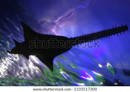 Silhouette of a Saw Shark swimming underwater in the great barrier reef near Cairns Queensland Australia.