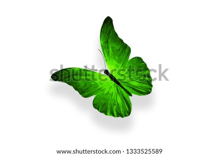 green butterfly. isolated on white background