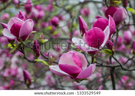 natural background of blossoming purple magnolia