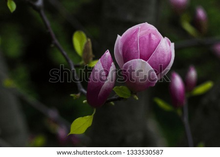 pink magnolia branch with flowers in nature