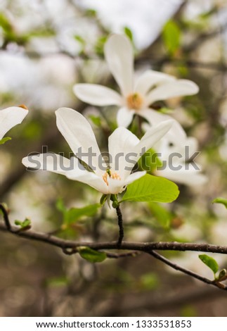 white magnolia flower on a branch