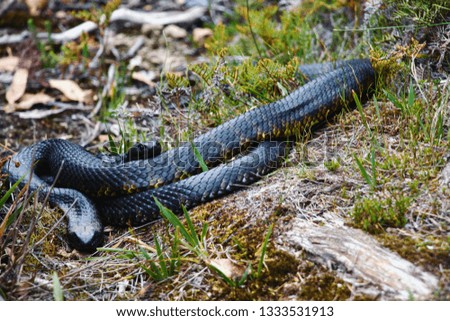 Highly venomous tiger snake. Actually, there are two of them on this picture! Cradle mountain, Tasmania.