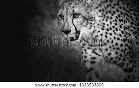 beautiful cheetah hunting   background