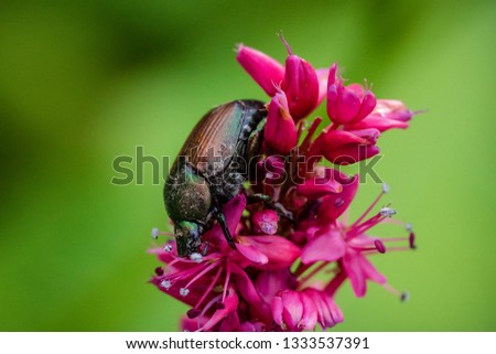 a beetle climbing down a flower