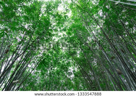 Green Bamboo Forest