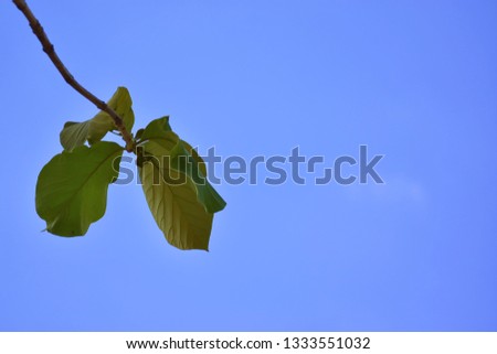 
tree branch,
 On a bright blue sky background