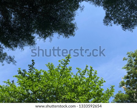 Scenery background of the blue sky and green branch