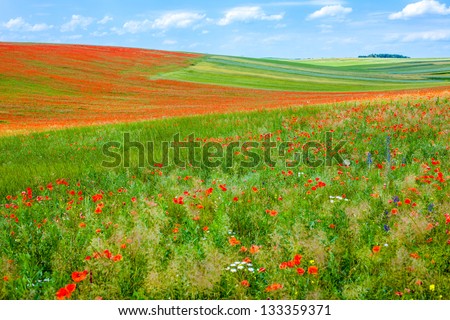 Poppy field in summer.
