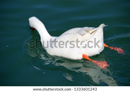 white goose swimming in a river 