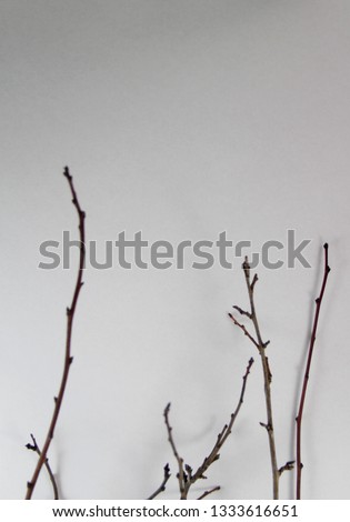 branches on white paper