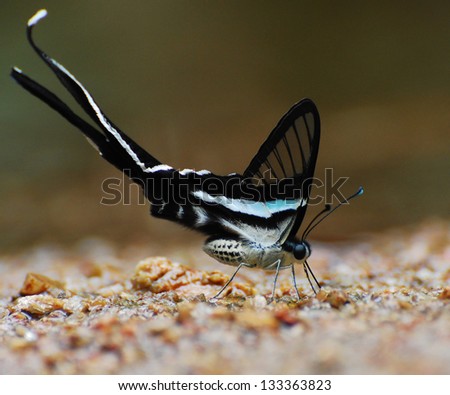 butterfly in thailand