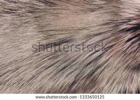 Closeup of natural silver fox fur. Nice background.