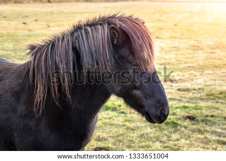 Black Icelandic Horse in a Farm at Sunset