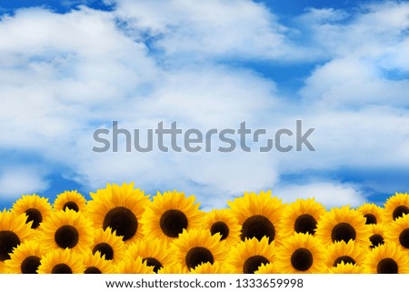 Blooming sunflowers and blue sky