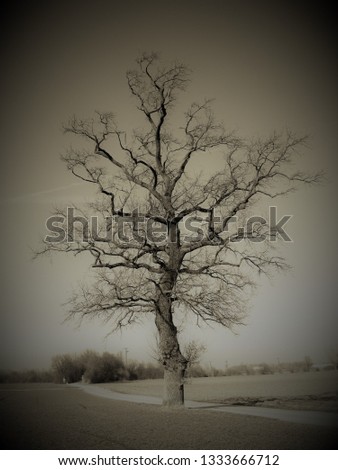 A foliage free tree in winter with complex branches intensified as monochromatic picture
