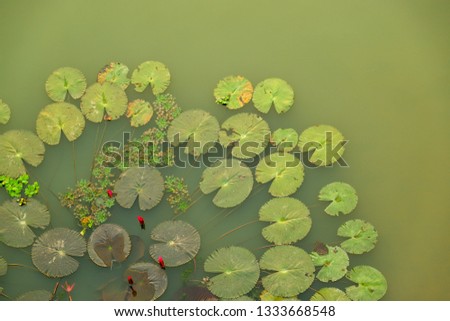 top view of Lotus bush in the river