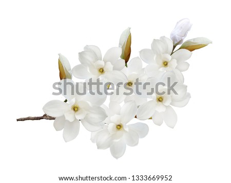 White magnolia flower isolated on white background.
