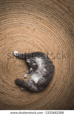 blue tabby maine coon kitten lying on the carpet grooming and cleaning the fur