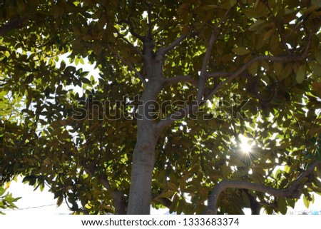 sunlight that comes through the leaves