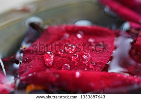 Colorful rose petals 