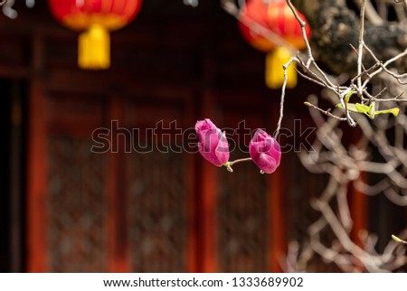 Purple Magnolia Blossoms in the Yang Family Courtyard in Beishan, Zhuhai