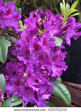 macro photo with decorative background texture beautiful purple flower petals rhododendron shrub plants for landscaping and garden landscape design as a source for prints, advertising, posters