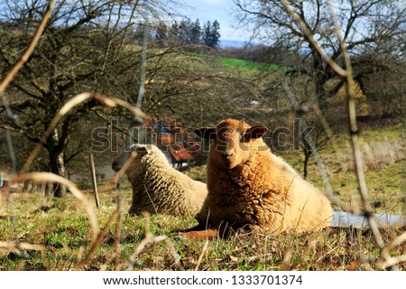 Lying sheep looks into the camera. Funny Brown sheep. 
Two sheep are lying in the grass. A light brown and a dark brown. Enjoy the first spring sunbeams , sunrays. Behind a fence. 
Idyllic Picture.