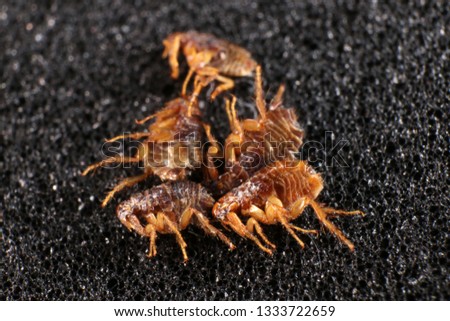 Dog fleas (Ctenocephalides canis (Curtis, 1826) on a black background Royalty-Free Stock Photo #1333722659