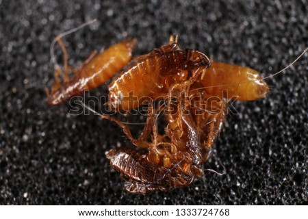 Cat fleas (Ctenocephalides felis (Bouche, 1835) on a black background Royalty-Free Stock Photo #1333724768