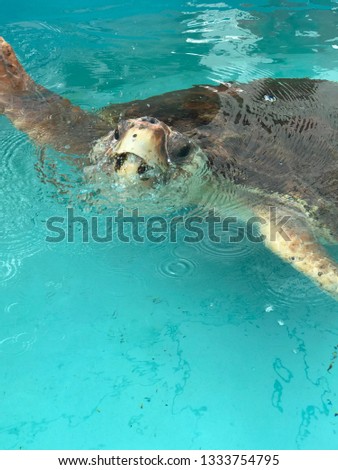 Sea Turtle Face