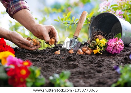 Planting spring flowers in sunny garden