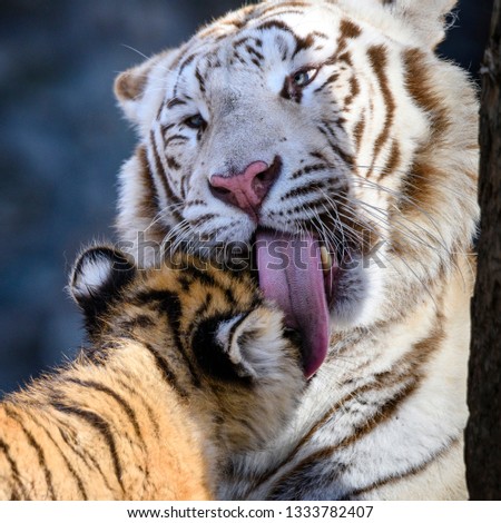 The Siberian tiger (Panthera tigris tigris) also called Amur tiger (Panthera tigris altaica) in the ZOO