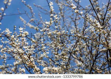 blooming cherry tree in spring with blue sky and white blossoms on blur background