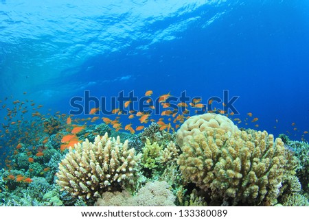 Coral Reef and Tropical Fish underwater in Red Sea