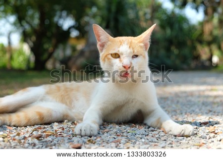 Thai white-orange cat sitting on ground,homeless cat.