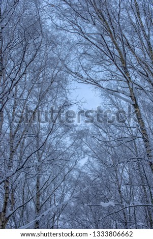 tree branches in winter under the snow tops