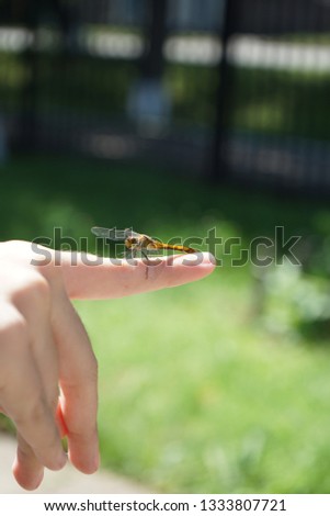 Dragonfly sat on the finger of a child on a sunny summer day.