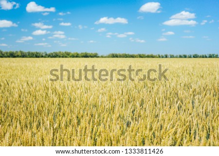Harvest on wheat fields, barley fields, under warm sunlight and blue sky.