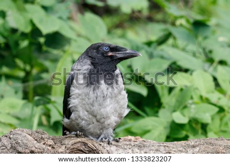Hooded crow (corvus cornix) juvenile sitting on fallen tree. Cute funny baby bird in wildlife.