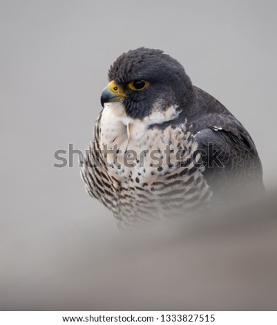 A Peregrine Falcon 