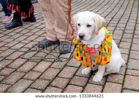 Cute Labrador puppy celebrates carnival.