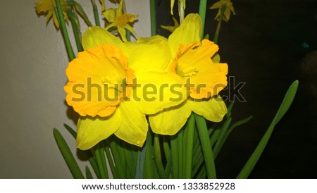
White and yellow daffodils