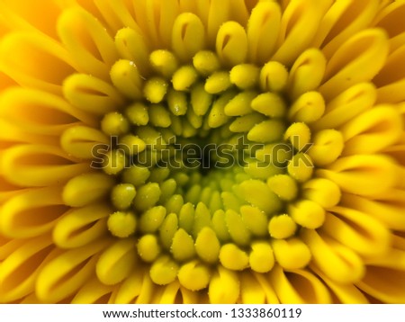 yellow garden sunflower