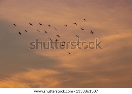 Flock of seagulls flying over bay of water during sunset