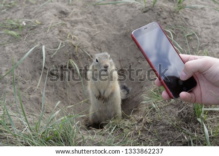 Gopher in his burrow