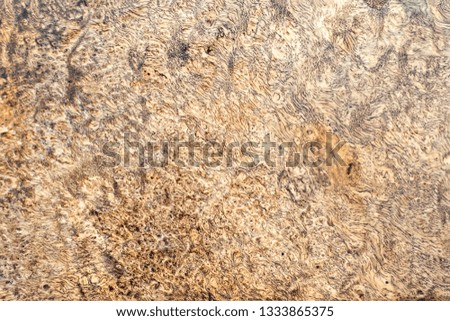 Nature burl wood striped for Picture prints interior decoration, Exotic wooden beautiful pattern for crafts