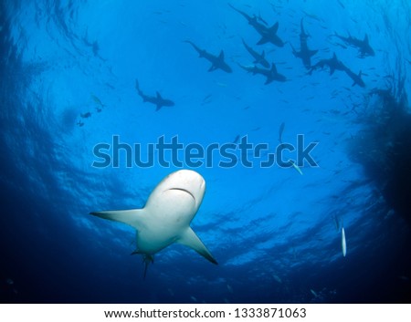 Caribbean Reef Shark (Carcharhinus perezi) from Underneath, with Plenty of Lemon Sharks (Negaprion brevirostris) at the Surface. Tiger Beach, Bahamas