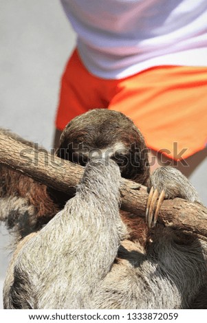 sloth rescue while crossing the highway