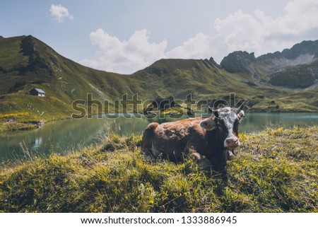 cattle in the mountains